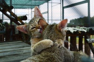 Экскурсия в экопарк Беремицкое: Музей диких котов